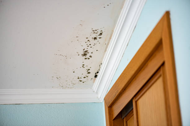 Best HVAC Mold Remediation in Ottumwa, IA