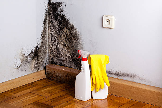 Best Black Mold Remediation in Ottumwa, IA